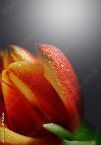 Macro tulip flower on dark gradient background. 8 March present card. photo
