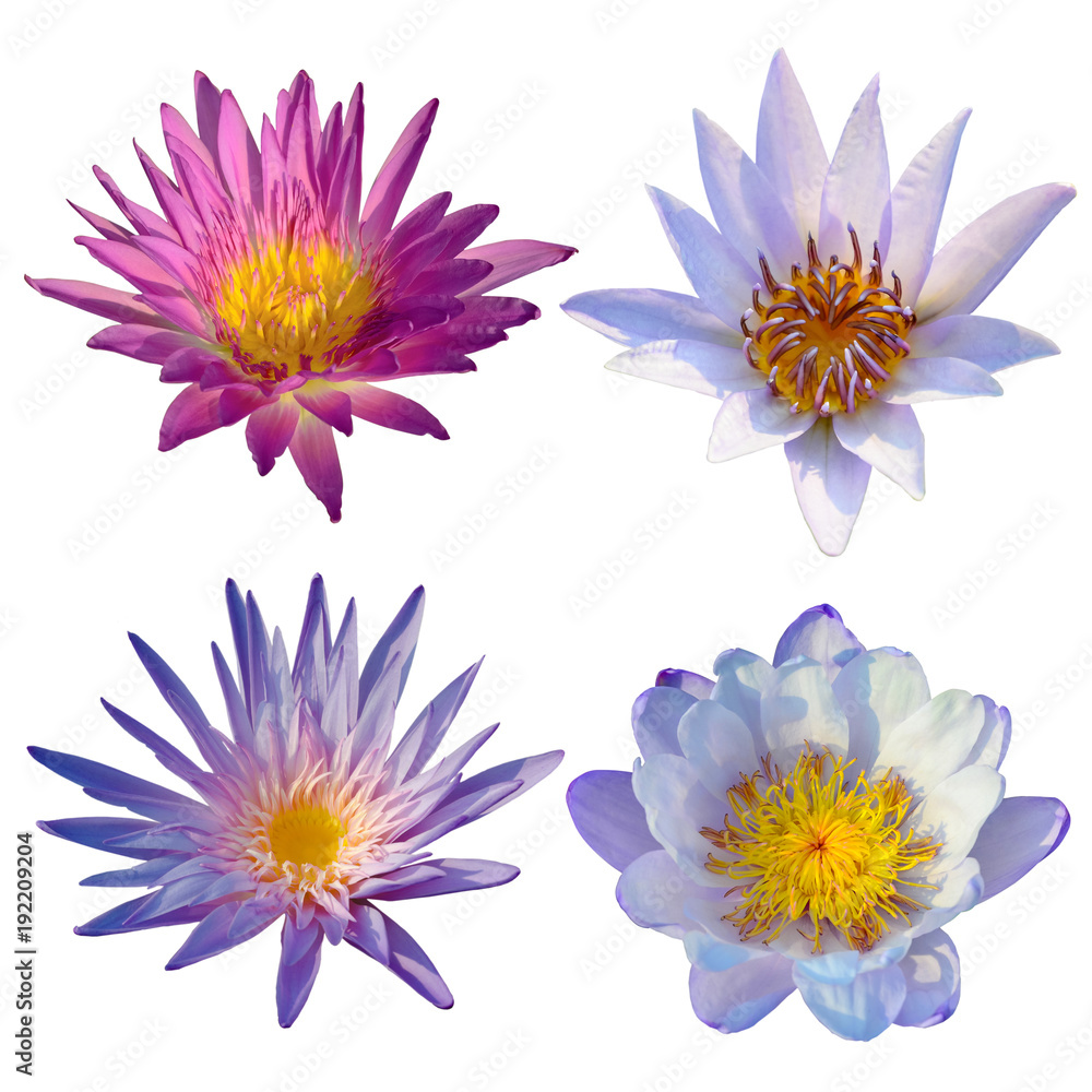 Nice lotus waterlily flower blooming isolated Nice lotus waterlily flower blooming isolated