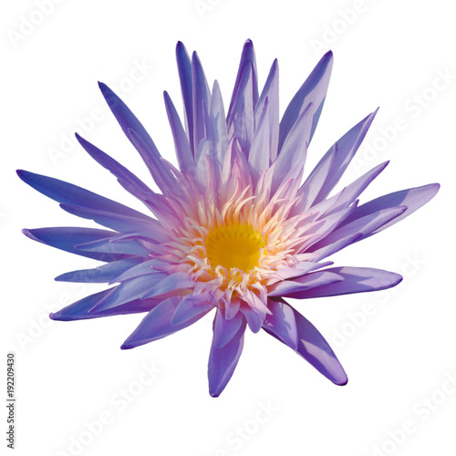 Purple lotus flower in pool
