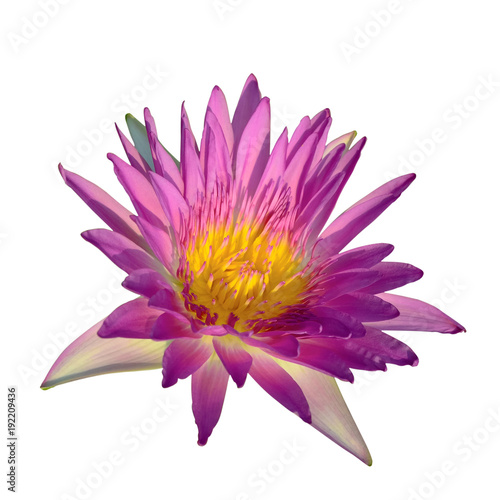 Pink lotus flower blooming isolated on white
