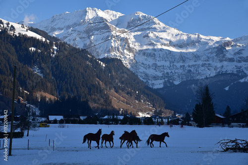 Vallée de Lenk dans l'Oberland bernois en hiver en Suisse © JFBRUNEAU