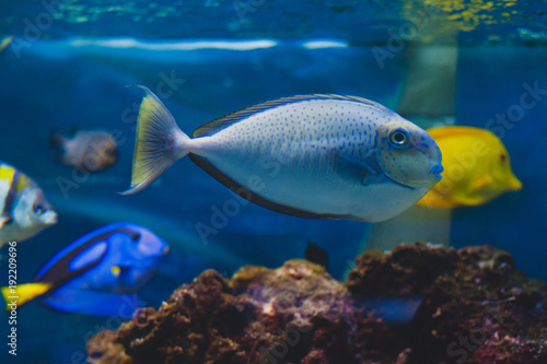 Fish - Acanthurus bariene. Black-spot surgeonfish