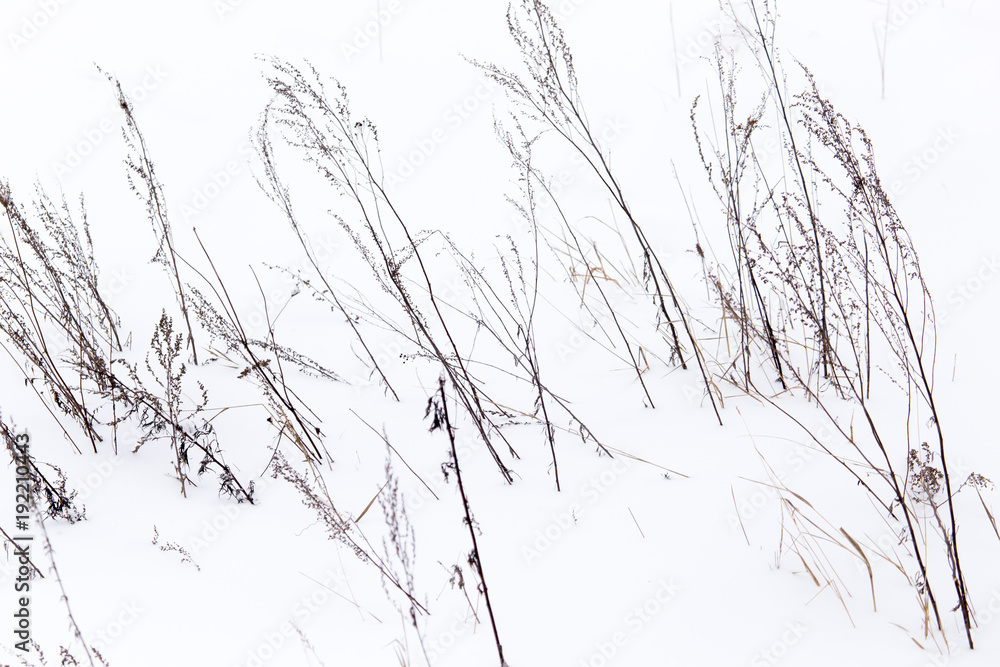 Dry grass in snow on nature in winter Dry grass in snow on nature in winter