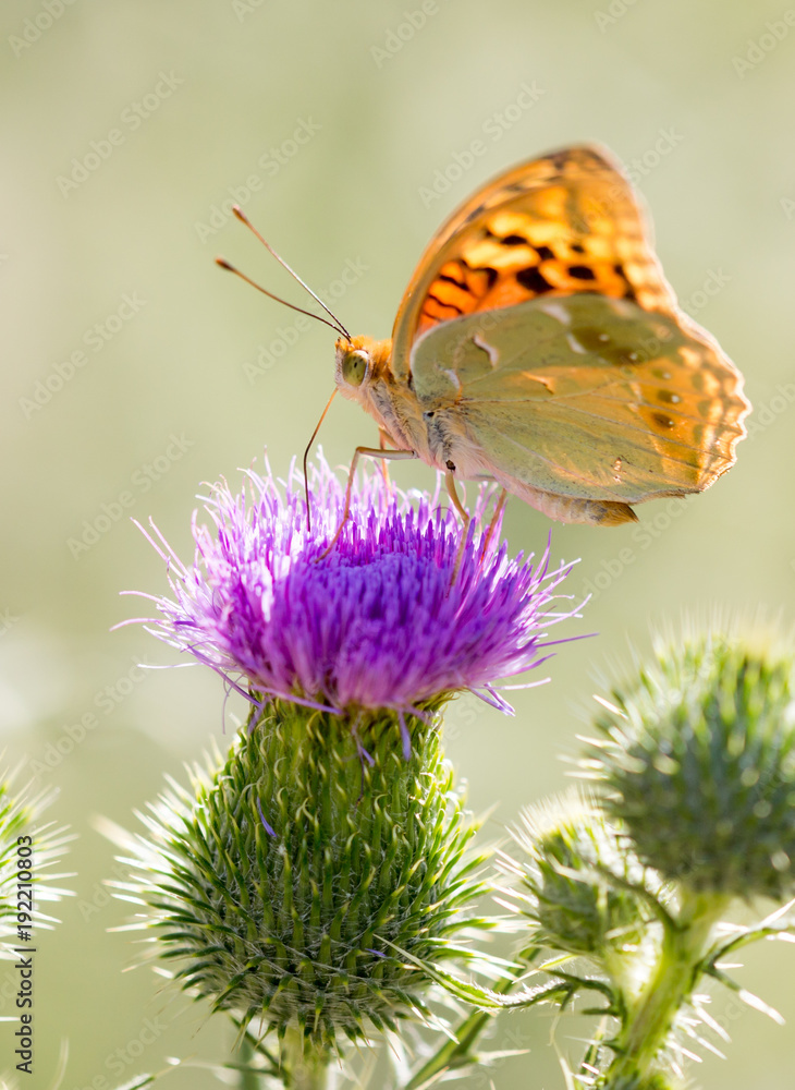 Beautiful butterfly in the wild on a plant Beautiful butterfly in the wild on a plant