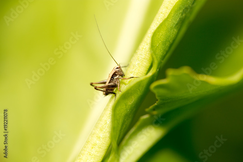 Grasshopper on green leaves in nature