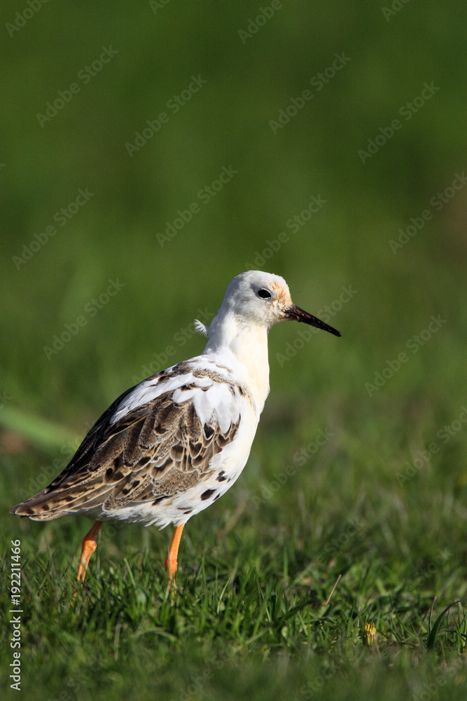 Single Ruff bird on grassy wetlands during a spring nesting period Single Ruff bird on grassy wetlands during a spring nesting period