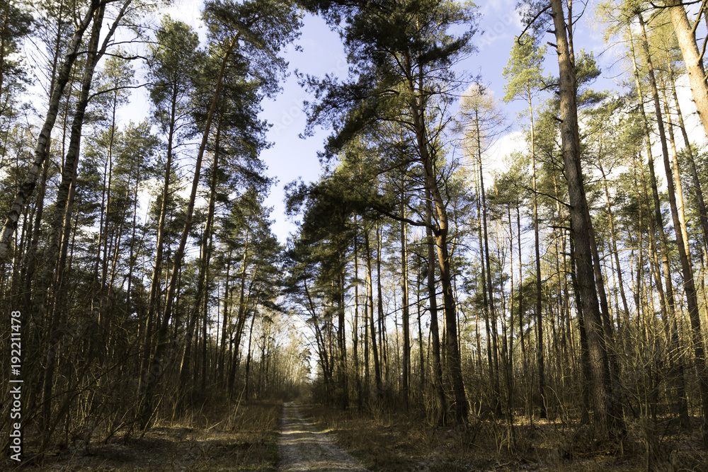 Naklejka premium Sunny winter day in Kampinos National Park - Poland