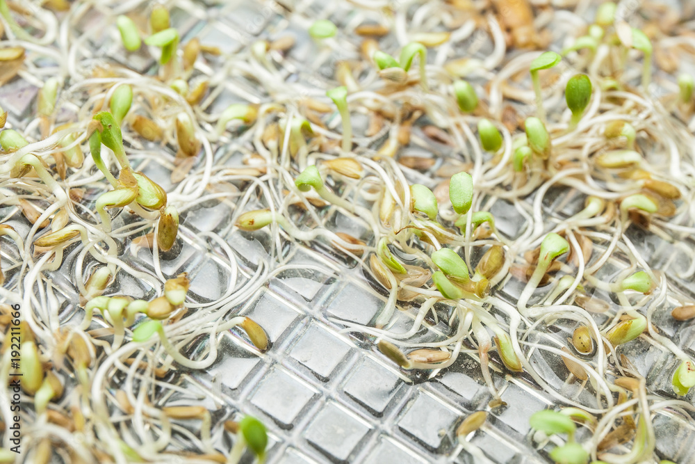 Interlaced sprouts of young plants and sprouts in water.