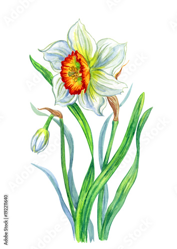 Yellow daffodil, watercolor drawing on white background, isolated with clipping path. Spring flowers, hand drawing.
