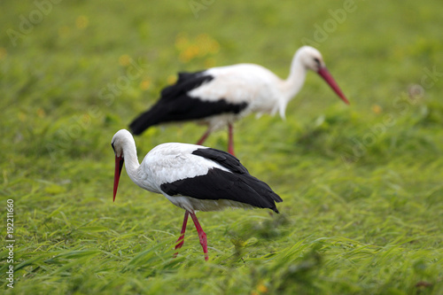 Pair of White Stork birds on a grassy meadow during the spring nesting period