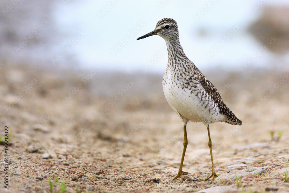 Single Wood sandpiper bird on grassy wetlands during a spring nesting period Single Wood sandpiper bird on grassy wetlands during a spring nesting period