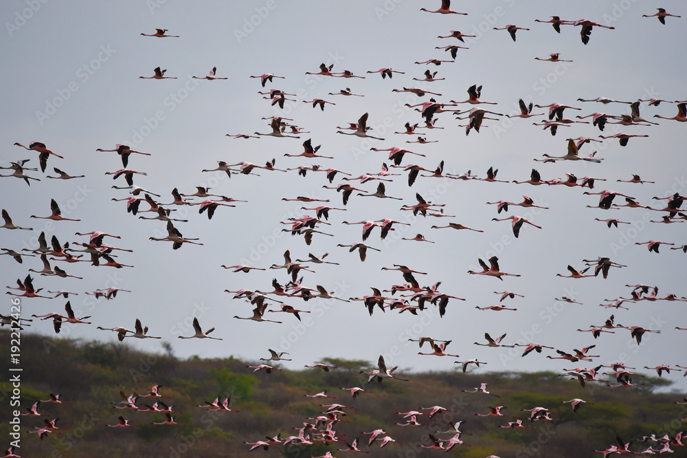 Flamingos Fliegen" Bilder – Durchsuchen 8 Archivfotos, Vektorgrafiken und  Videos | Adobe Stock