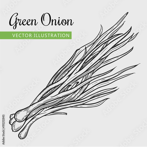 Hand drawn isolated green onion
