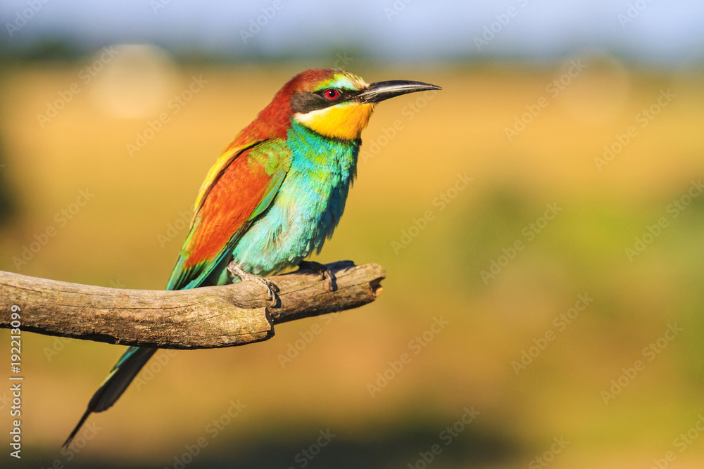 beautiful bird sitting on a branch beautiful bird sitting on a branch
