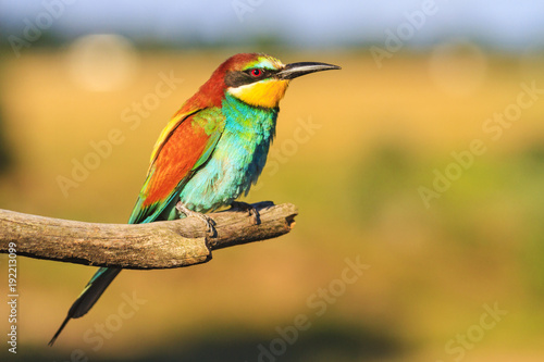 beautiful bird sitting on a branch