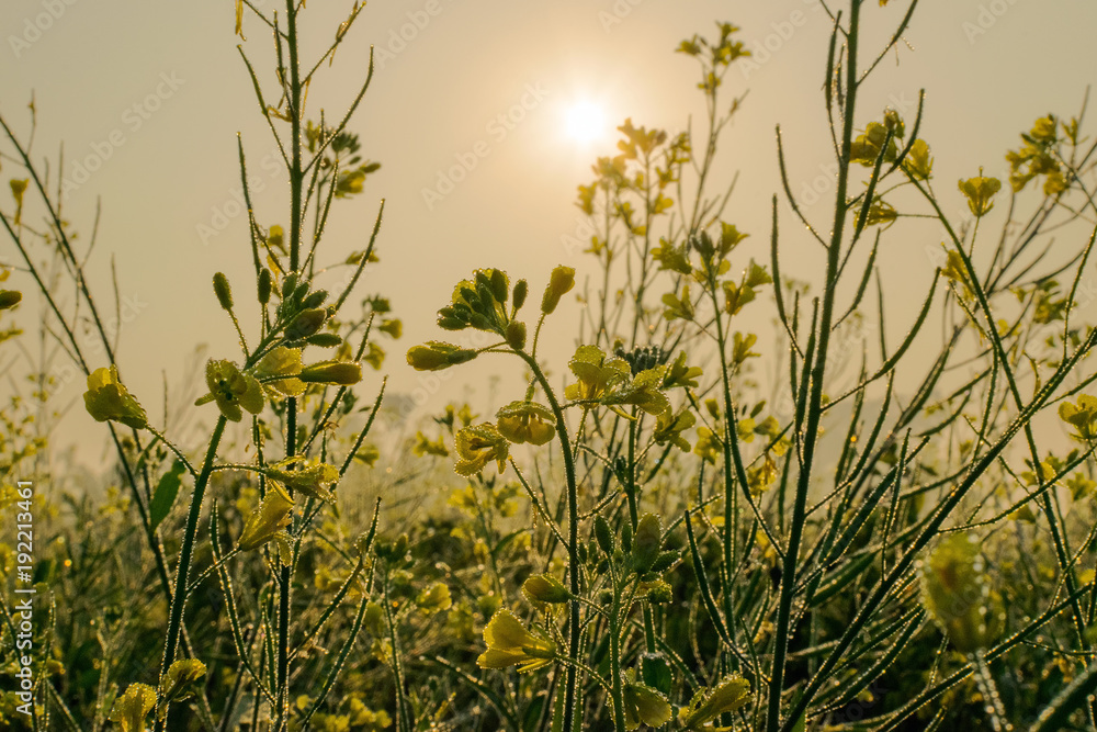 Mustard flowers, dew drops and sunrise
