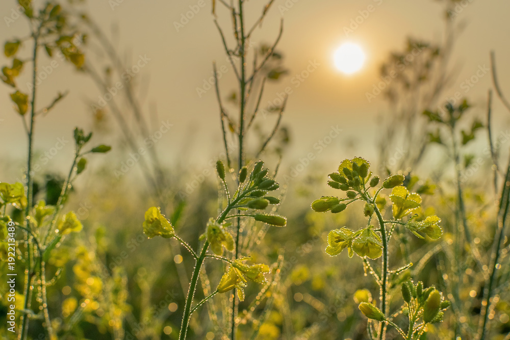 Mustard flowers, dew drops and sunrise