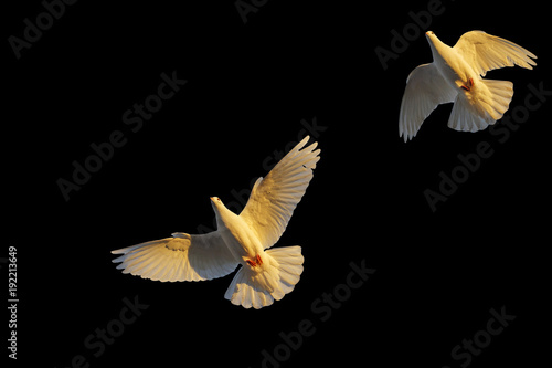 pair of white pigeons from below on a black background