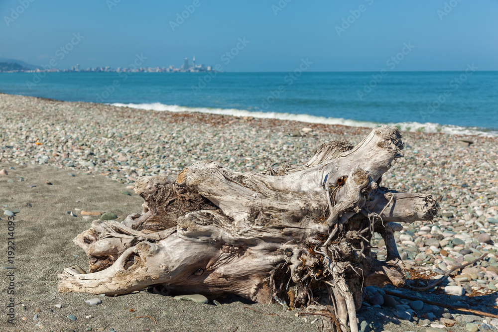 The root of the tree lies near the shore against the background of pebbles and water. The root of the tree at the shore.