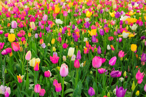 Fototapeta Naklejka Na Ścianę i Meble -  Colorful tulips background.
