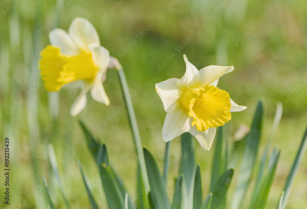 Jonquil in meadow. Spring flower and defocused nature green in background. Jonquil in meadow. Spring flower and defocused nature green in background.