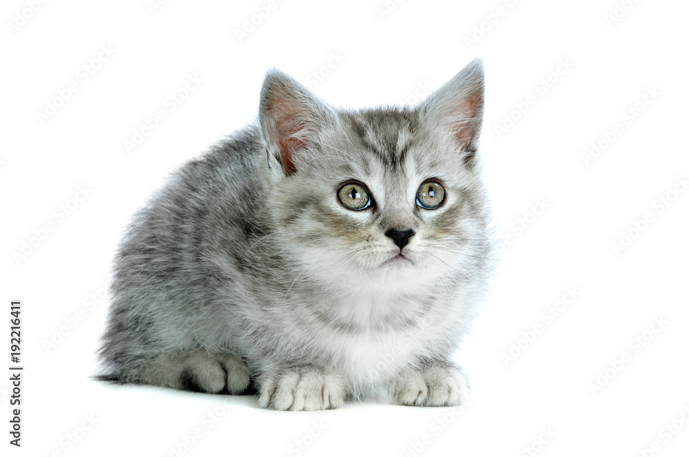 Grau getigertes Kätzchen sieht nach oben isoliert auf weißem Hintergrund