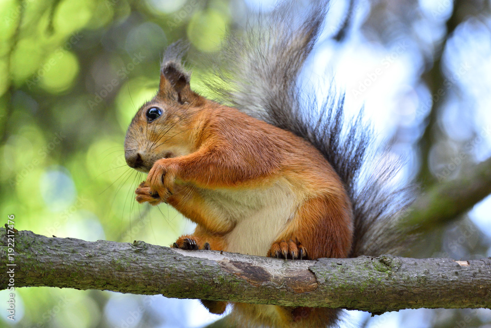 Red squirrel eating a nut on a tree branch Red squirrel eating a nut on a tree branch