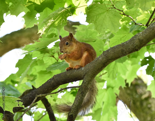 Red squirrel eating a nut on a tree branch
