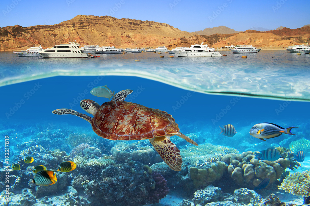 Fototapeta premium Żółw pływanie pod wodą w Morzu Czerwonym, Egipt