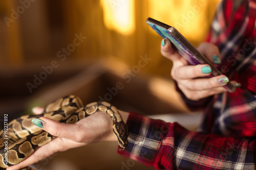 A woman holds a snake in her hands  a royal python and takes pictures of him  taking a photo on her phone. Contact zoo.