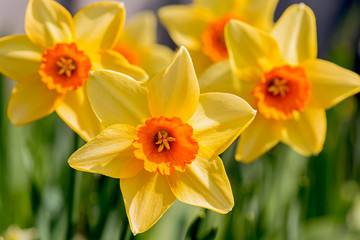 Foto auf Acrylglas Narzisse Gelb mit einer orangefarbenen Tasse Narzissen im Frühlingsgarten.  © V. J. Matthew