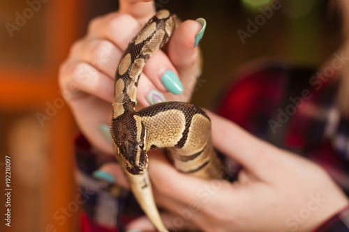 A woman is holding a small royal python in her hands. Snake close up. Contact zoo.