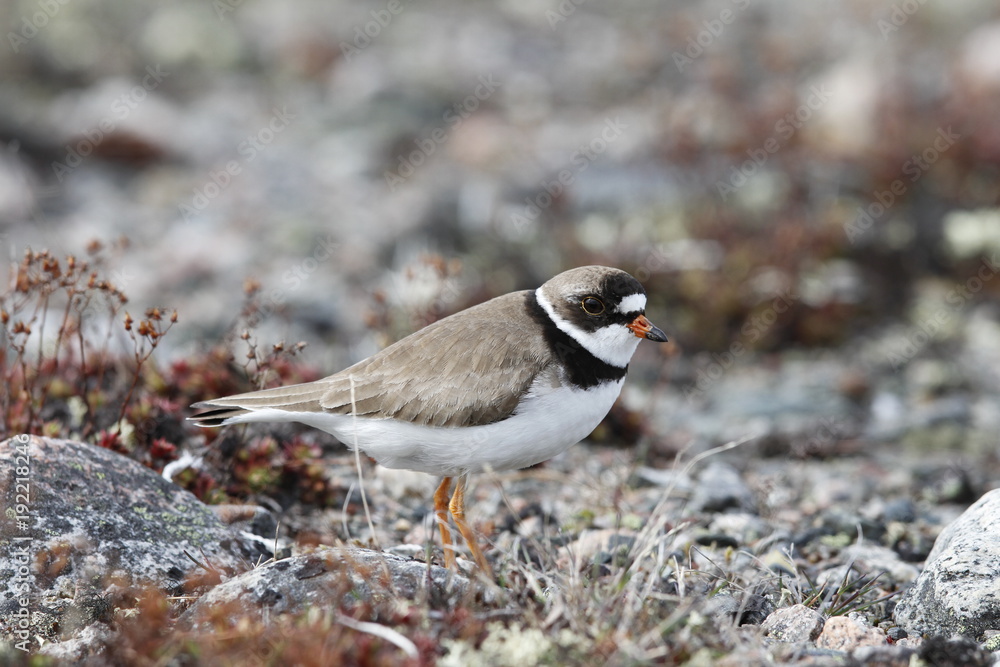 Adult Semipalmated Plover showing a side profile while standing on a rocky arctic tundra Adult Semipalmated Plover showing a side profile while standing on a rocky arctic tundra