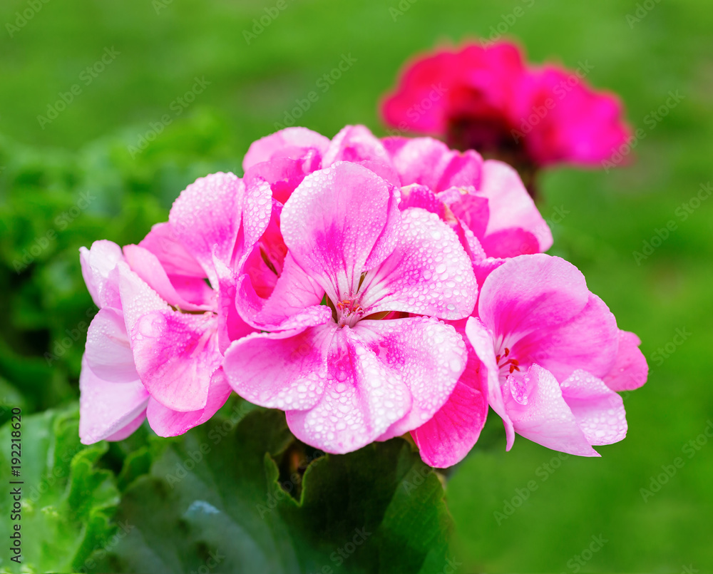 Pink garden geranium in the home garden. Pink garden geranium in the home garden.