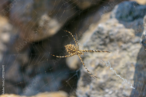 Spider in spiderweb close-up photo