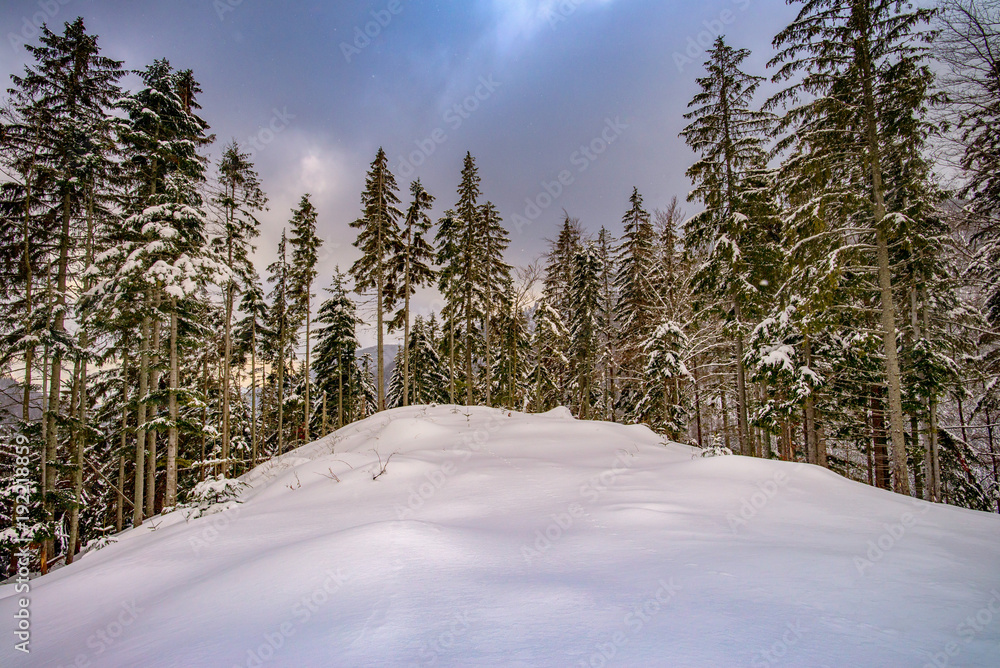 Fototapeta premium View of snowy trees in the mountains