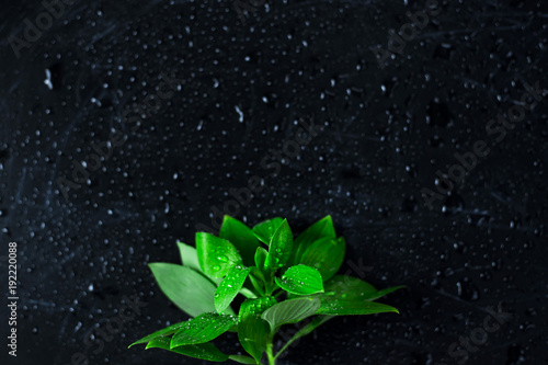 Green leaves on a black background among the drops of water. Background. Copyspace