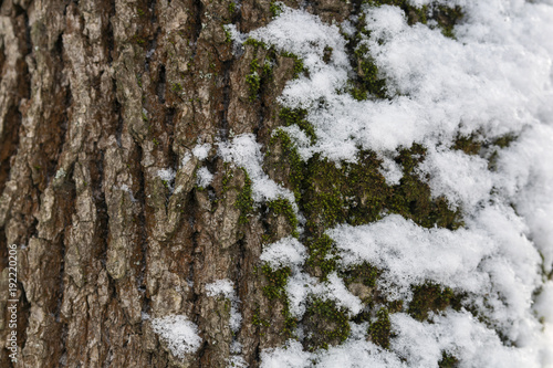 image of the tree bark, partially covered with snow