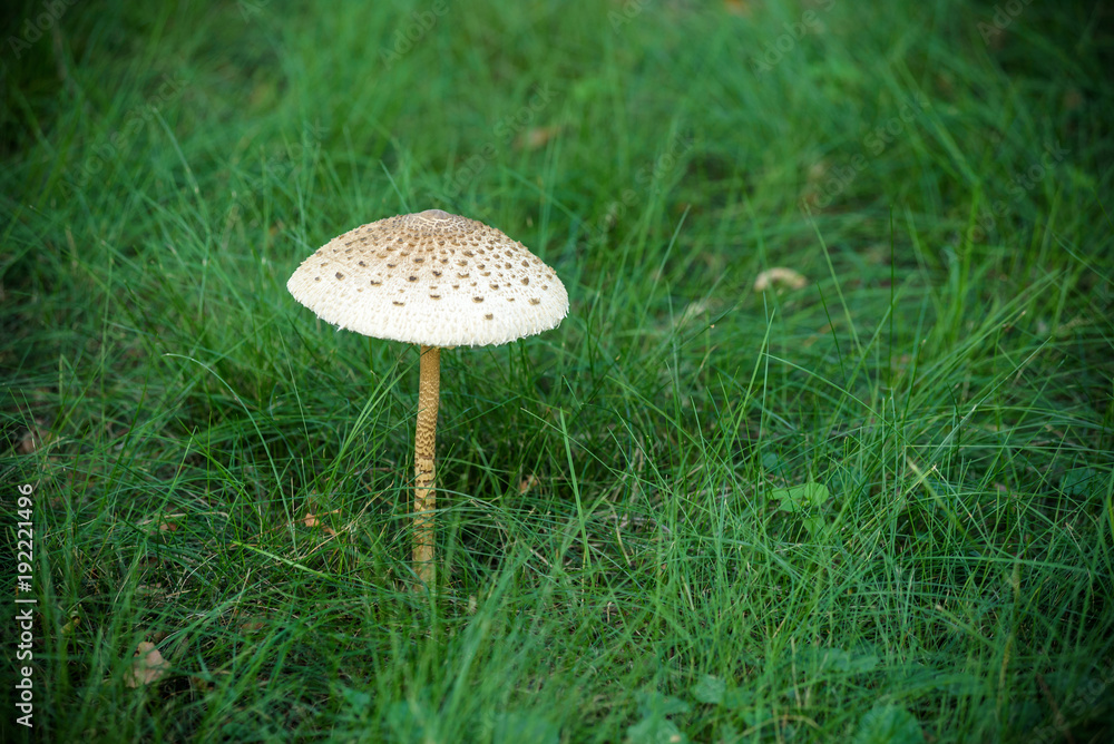 A big white mushroom glow alone on green grass in a park of tropical zone with picture space A big white mushroom glow alone on green grass in a park of tropical zone with picture space