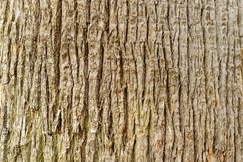 Brown tree trunk, background, texture Brown tree trunk, background, texture