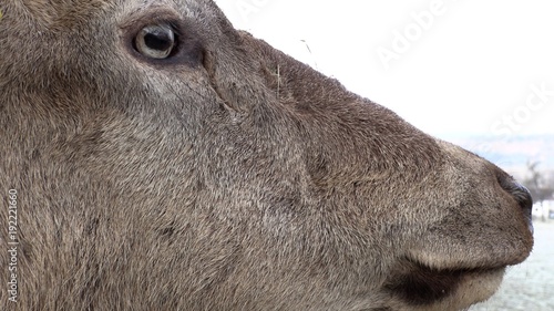 Close-up of a male red deer