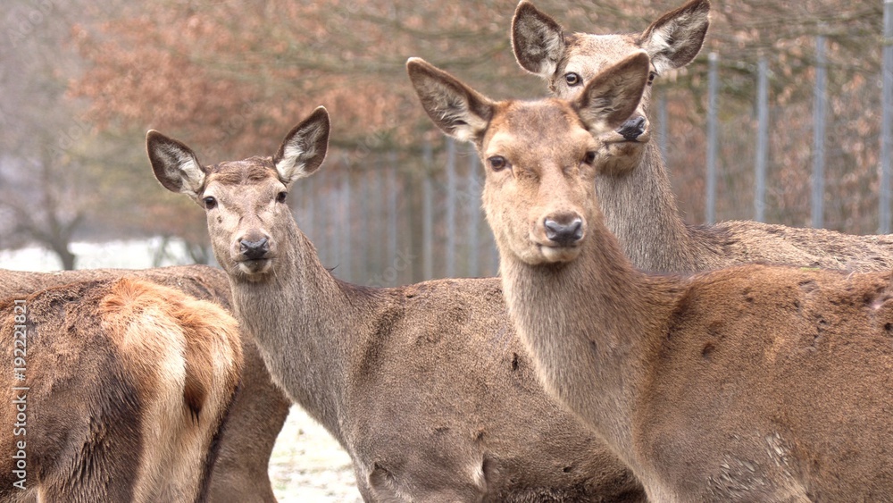 Red deer, Cervus elaphus, single young female in velvet Red deer, Cervus elaphus, single young female in velvet