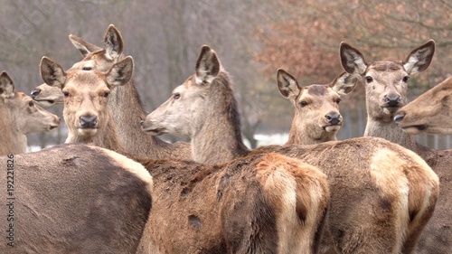 Red deer, Cervus elaphus, single young female in velvet