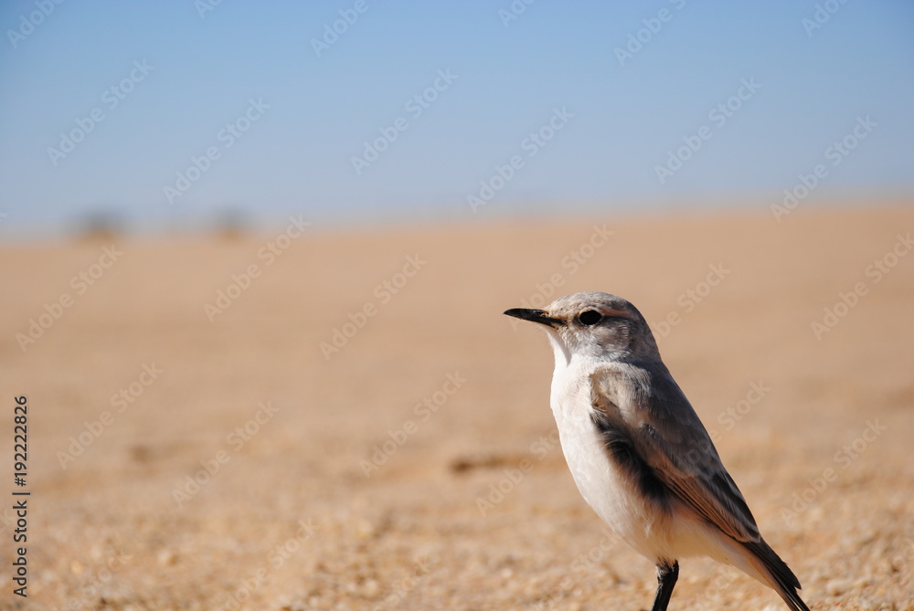 Swakopmund Namibia Vogel in Wüste Swakopmund Namibia Vogel in Wüste