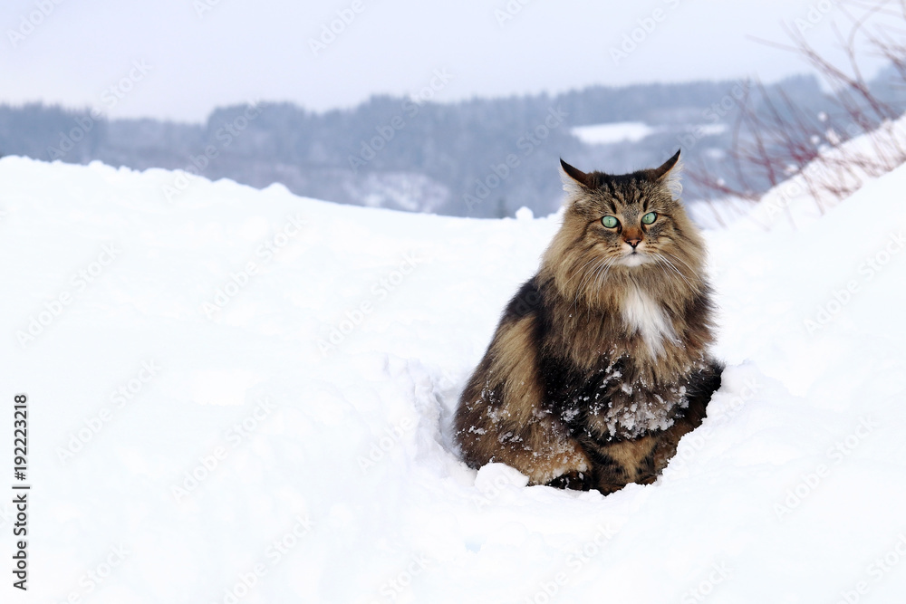 Eine Norwegische Waldkatze im hohen Schnee Eine Norwegische Waldkatze im hohen Schnee