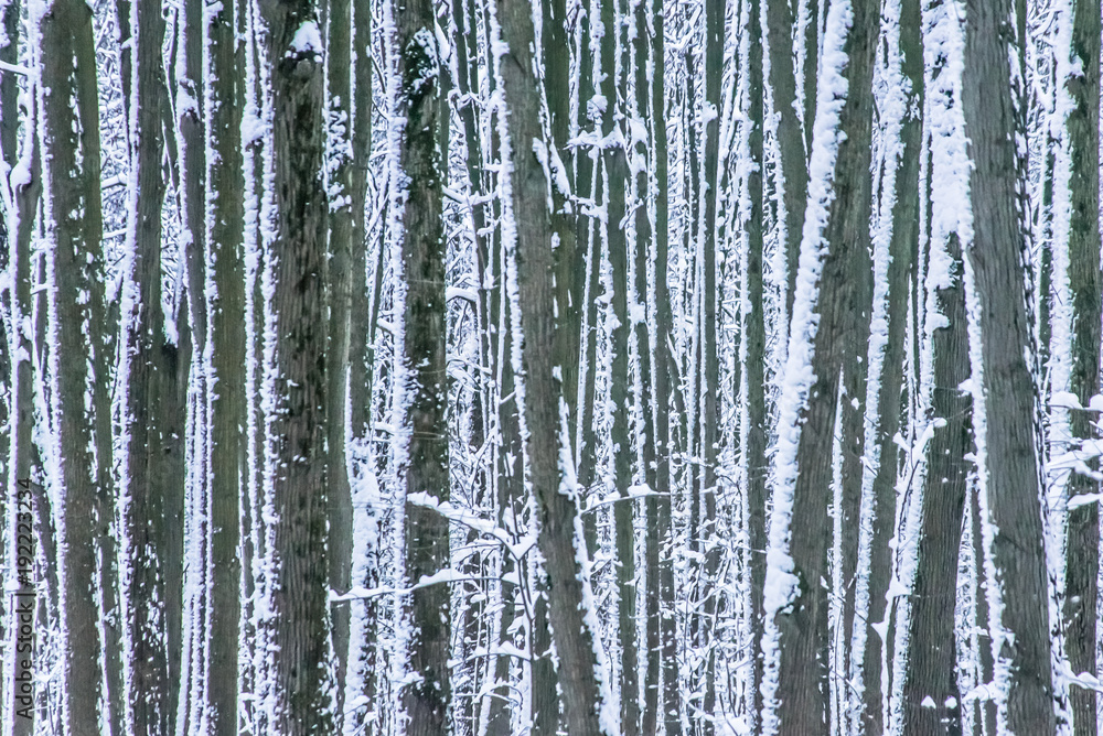 Snow splashed tree trunks in winter forest as background. Snow splashed tree trunks in winter forest as background.
