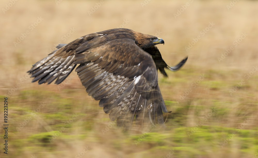 Obraz premium Golden eagle in flight