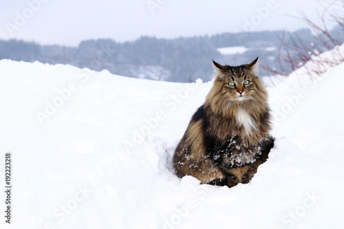 Eine Norwegische Waldkatze im hohen Schnee