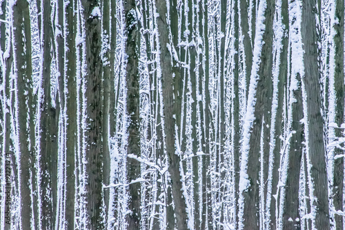 Snow splashed tree trunks in winter forest as background.