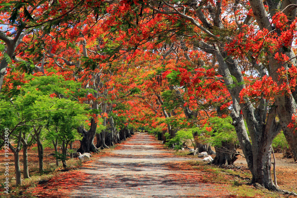 Flame trees, Mauritius